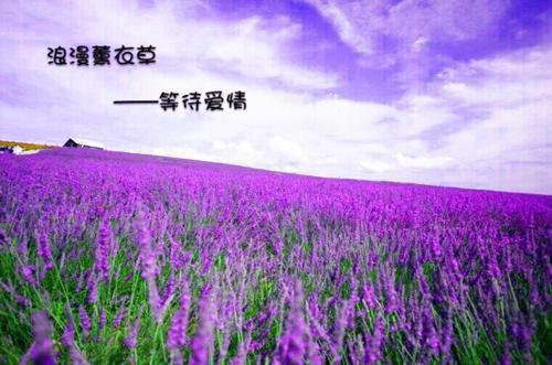 沈淮瑾林初晚（林初晚沈淮瑾）全文免费阅读无弹窗大结局_沈淮瑾林初晚最新章节列表_笔趣阁（林初晚沈淮瑾）