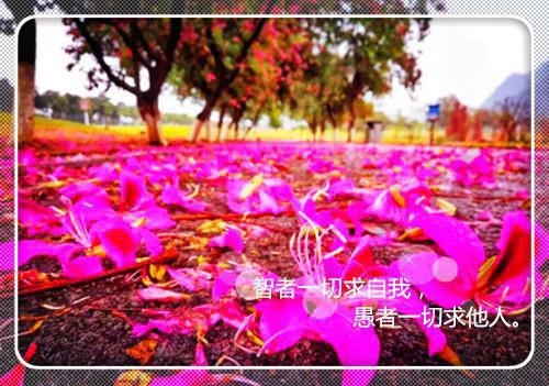 被敌人推上皇位(夏天司马兰全文免费阅读)无弹窗大结局_ (被敌人推上皇位全文免费阅读)夏天司马兰最新章节列表_笔趣阁（夏天司马兰）