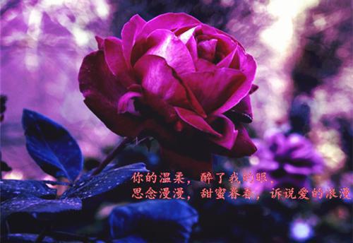 美文摘抄宋知慧沈君桦-小说重生七零团长追妻路迢迢小说宋知慧沈君桦大结局全文阅读