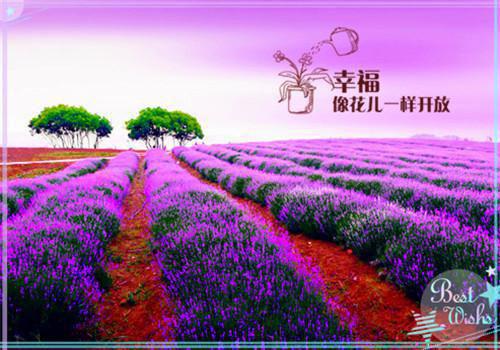 楚清歌江翌（江翌楚清歌）全文免费阅读_楚清歌江翌（江翌楚清歌）最新章节列表笔趣阁