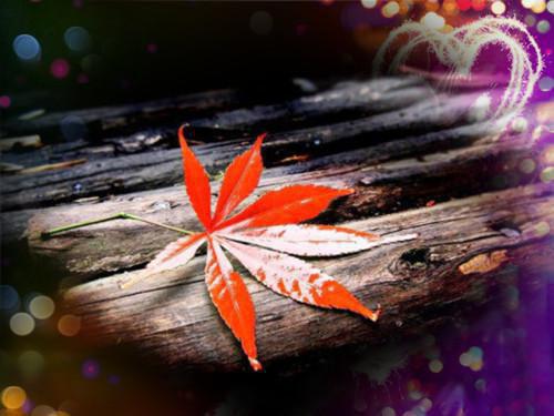 昨日散尽不复来（江漪滢薛或寒）全文免费阅读无弹窗大结局_昨日散尽不复来免费最新章节列表_笔趣阁（江漪滢薛或寒）