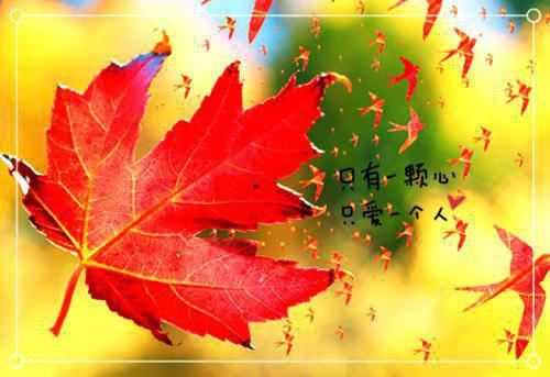 落入迷雾中宋安泽秋晚清小说全文免费阅读无弹窗大结局_(落入迷雾中宋安泽秋晚清)宋安泽秋晚清最新章节列表笔趣阁（落入迷雾中宋安泽秋晚清）
