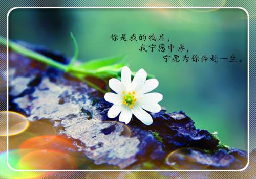 误入阿姨圈，我躺赢人生全文免费苏阳杨夏阅读无弹窗大结局_（苏阳杨夏小说）误入阿姨圈，我躺赢人生最新章节列表笔趣阁（苏阳杨夏）