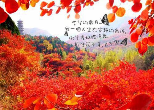 薄宴洲许初愿无广告小说免费阅读，薄宴洲许初愿许初愿薄宴洲完结小说在线阅读