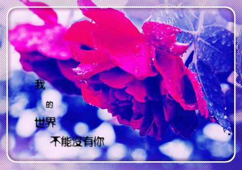 江挽月司凛鹤（江挽月司凛鹤）小说全文免费阅读无弹窗大结局_江挽月司凛鹤全文在线阅读无弹窗