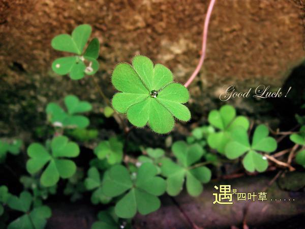 (番外)+(结局)迎良人谢承奕（霍阿迎谢承奕：完结+结局+番外）全文免费阅读无弹窗大结局_(迎良人谢承奕)最新章节列表_笔趣阁（霍阿迎谢承奕：完结+结局+番外）