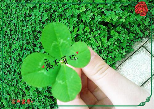(番外)+(全文)望不穿月影西沉：结局+番外+全文免费阅读_(顾南辰林晚意)望不穿月影西沉+免费阅读最新章节列表_笔趣阁（顾南辰林晚意）