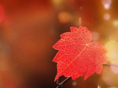 段花盈裴霄云（裴霄云段花盈）全文免费阅读无弹窗大结局_裴霄云段花盈最新章节列表_笔趣阁（段花盈裴霄云）