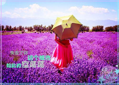 （书荒必看）宋熹之贺景砚小说TXT无套路阅读