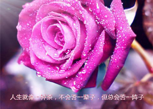 洛韫封野小说全文免费阅读(洛韫封野)全文免费阅读无弹窗大结局_ 洛韫封野最新章节列表_笔趣阁（洛韫封野小说）