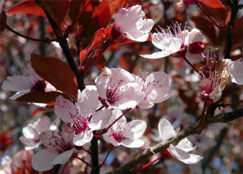 《地府实习，我把孟婆汤换成可乐》孟司姜崔珏可乐全部章节目录