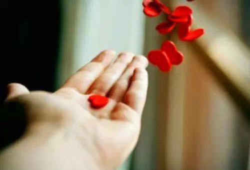 灯花暗落人不还免费阅读(苏婳裴钦迟全本资源) 无广告